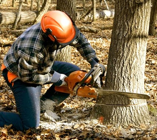 Tree Removal in Martin, SD